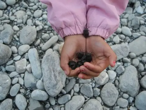 Gandi Puk miju/pahwüy