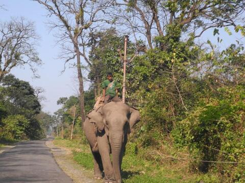 Elephant/Manyung
