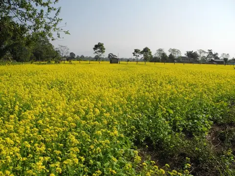 Mustard cultivation miju/küttu maü/akung